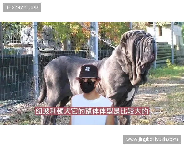 万狗体育下载应用全面升级,带来更流畅的观看体验和丰富的赛事内容 万狗体育下载应用全面升级,带来更流畅的观看体验和丰富的赛事内容